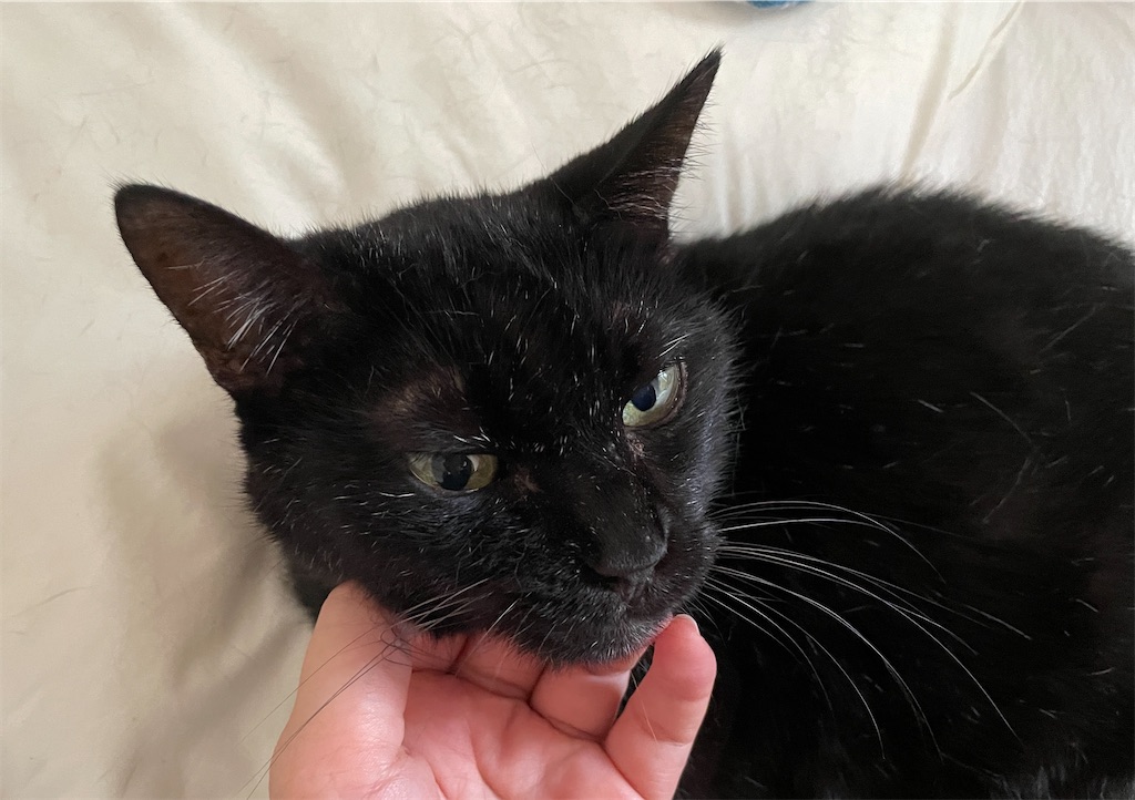 f:id:hiraryo0201:20230924154554j:image