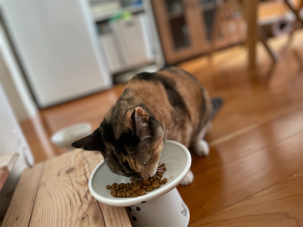 f:id:hiraryo0201:20231008093654j:image