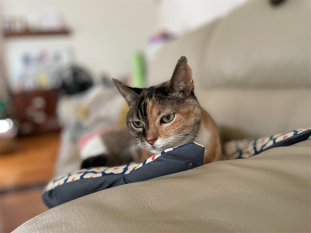 f:id:hiraryo0201:20231013200313j:image