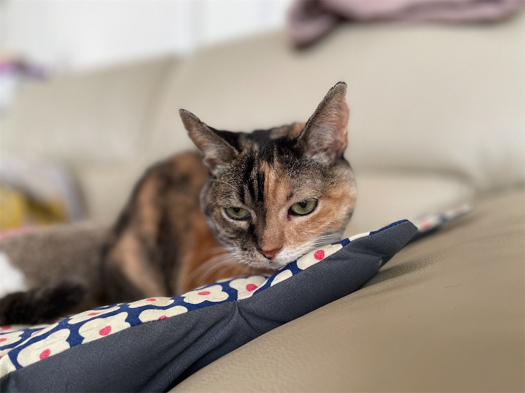 f:id:hiraryo0201:20231013200316j:image