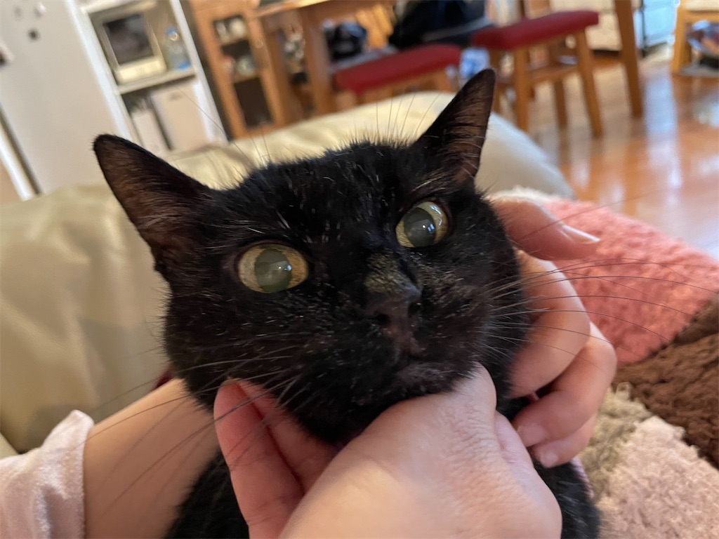 f:id:hiraryo0201:20231015220033j:image