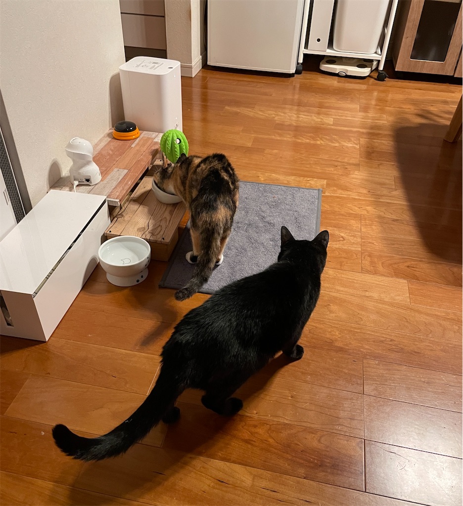 f:id:hiraryo0201:20231024004102j:image f:id:hiraryo0201:20231024004102j:image