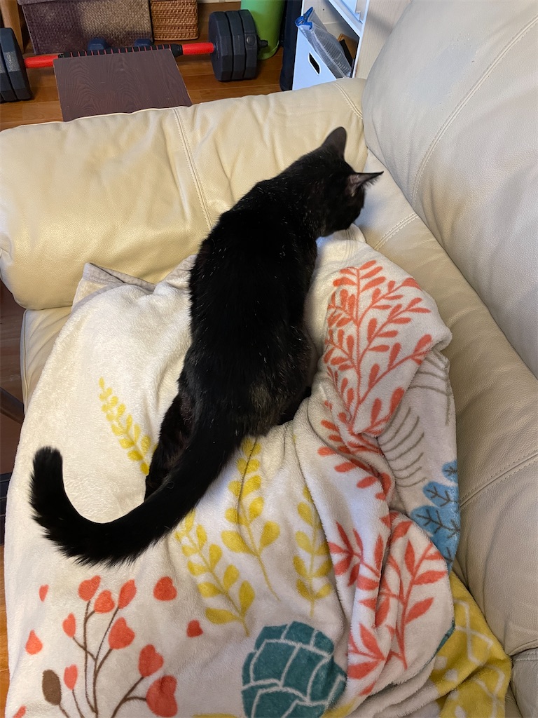 f:id:hiraryo0201:20231024004104j:image