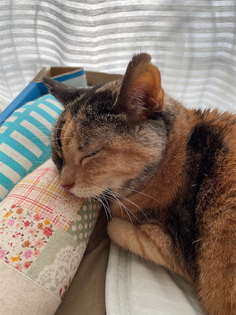 f:id:hiraryo0201:20231125135445j:image