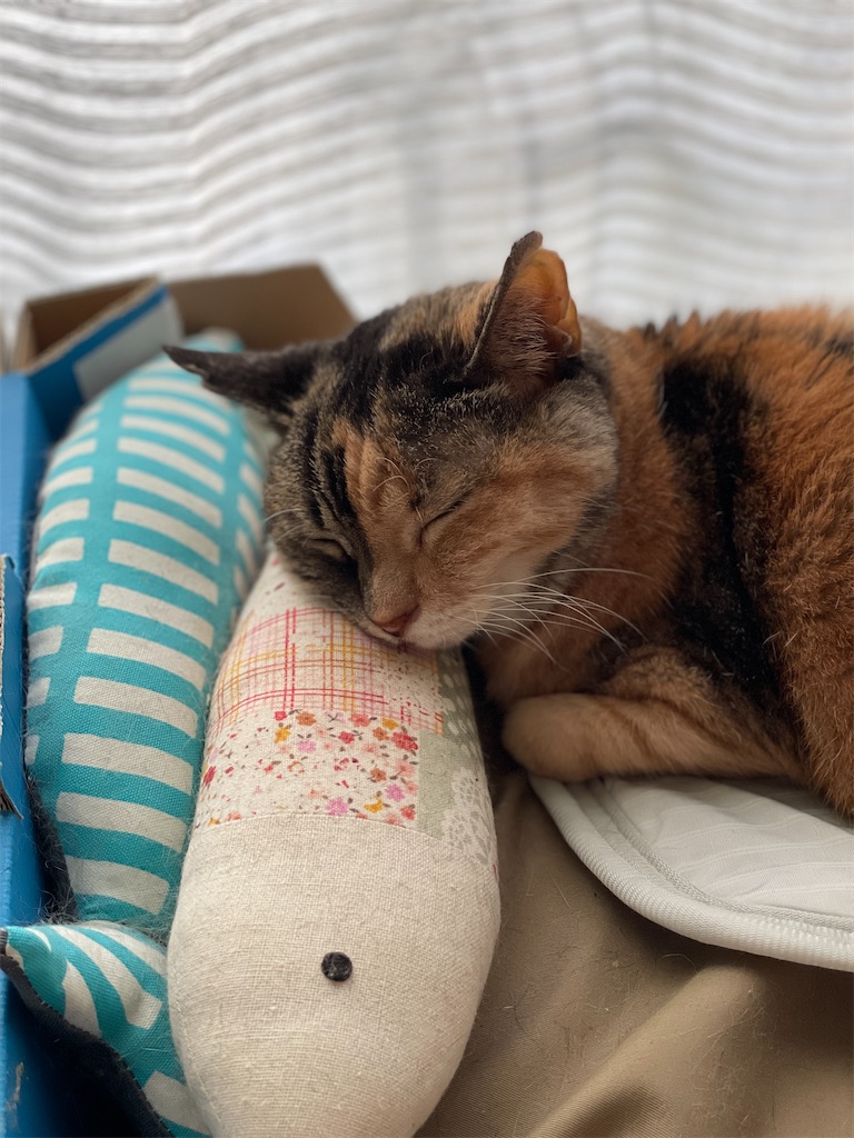 f:id:hiraryo0201:20231125135449j:image