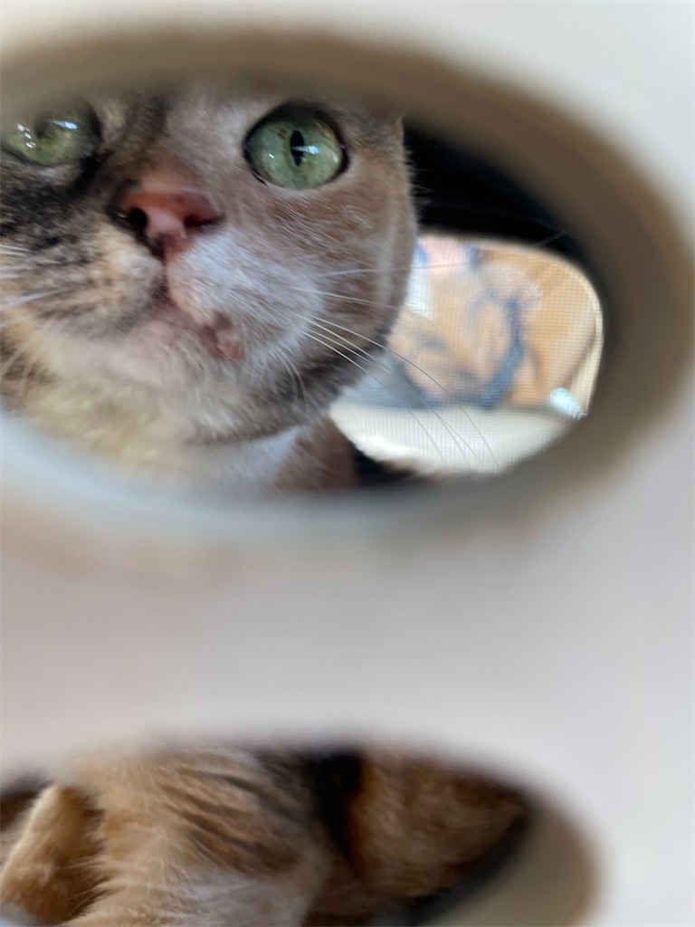 f:id:hiraryo0201:20231217155156j:image f:id:hiraryo0201:20231217155156j:image