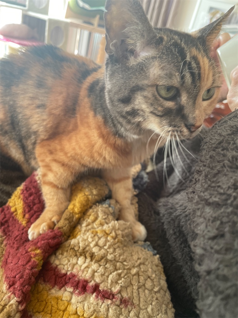 f:id:hiraryo0201:20240108151507j:image