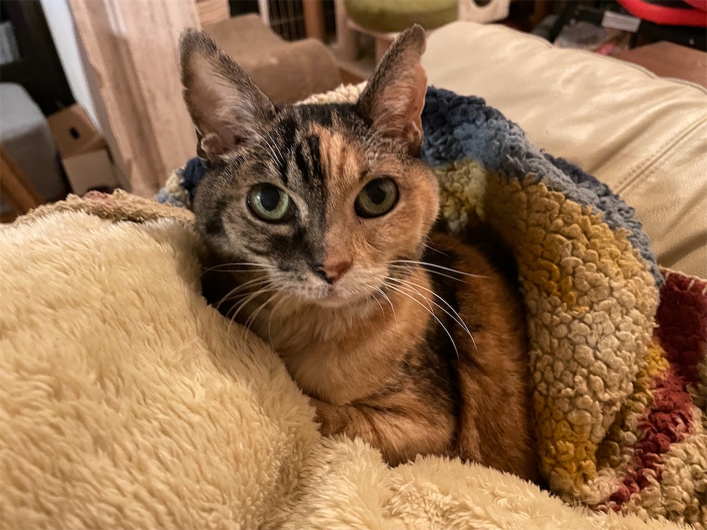 f:id:hiraryo0201:20240108151604j:image