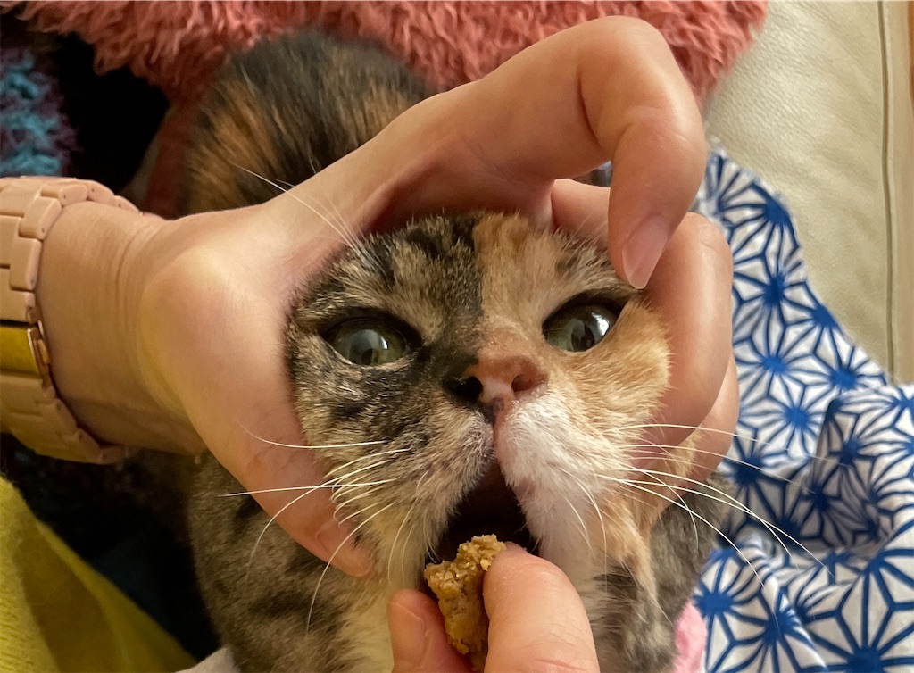 f:id:hiraryo0201:20240108153826j:image f:id:hiraryo0201:20240108153826j:image