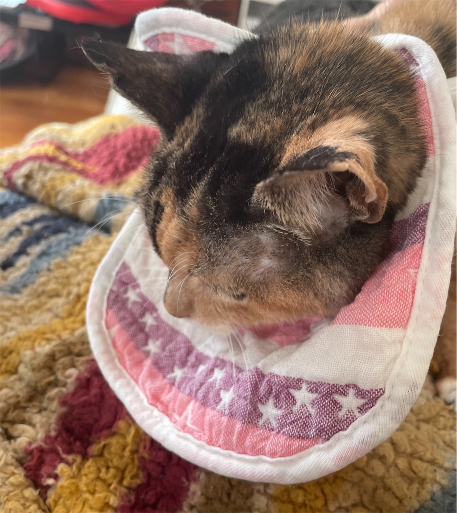 f:id:hiraryo0201:20240108154921j:image f:id:hiraryo0201:20240108154921j:image