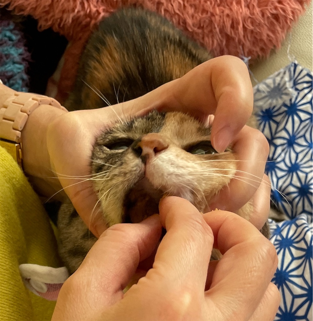 f:id:hiraryo0201:20240108155411j:image f:id:hiraryo0201:20240108155411j:image