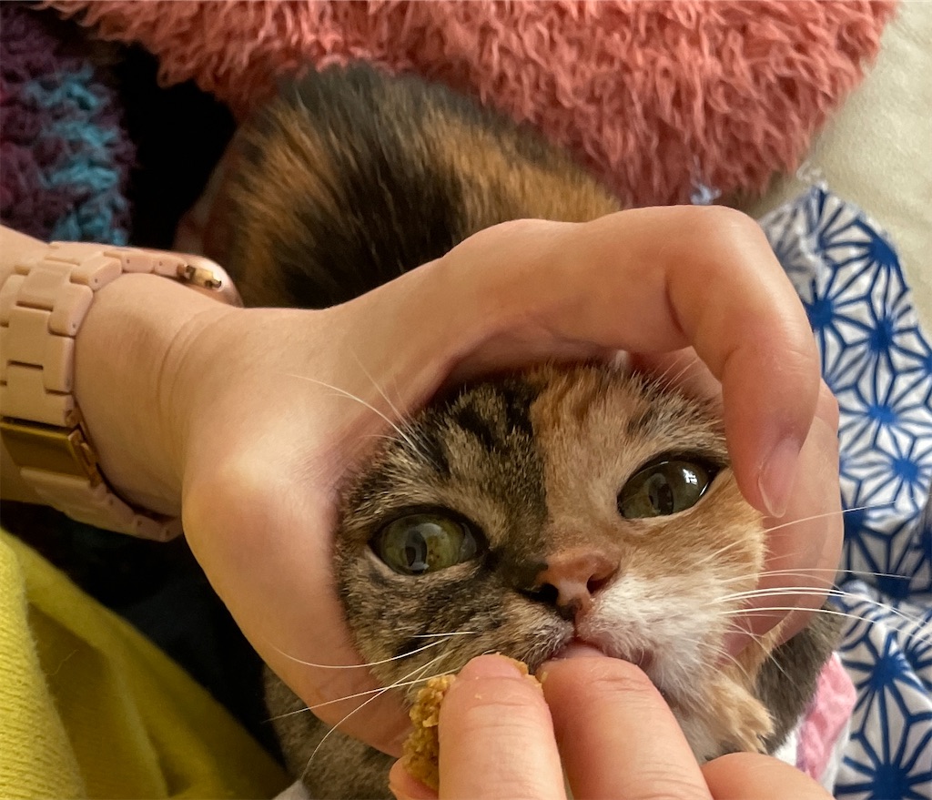 f:id:hiraryo0201:20240108155424j:image f:id:hiraryo0201:20240108155424j:image