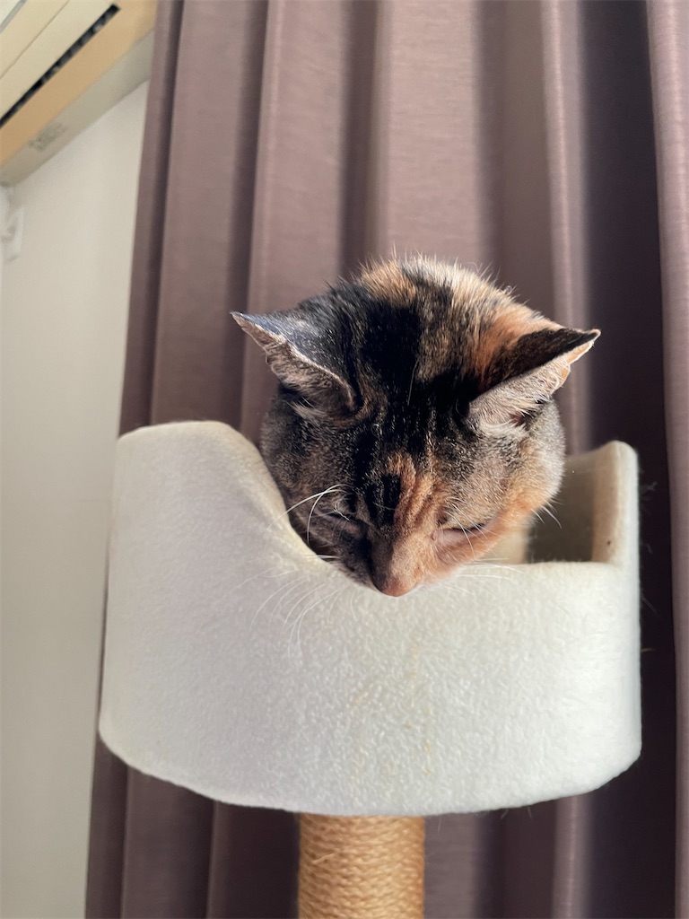 f:id:hiraryo0201:20240112211245j:image