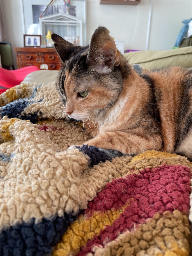 f:id:hiraryo0201:20240112211634j:image