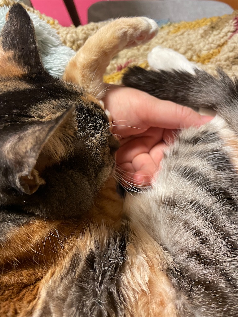 f:id:hiraryo0201:20240210082329j:image