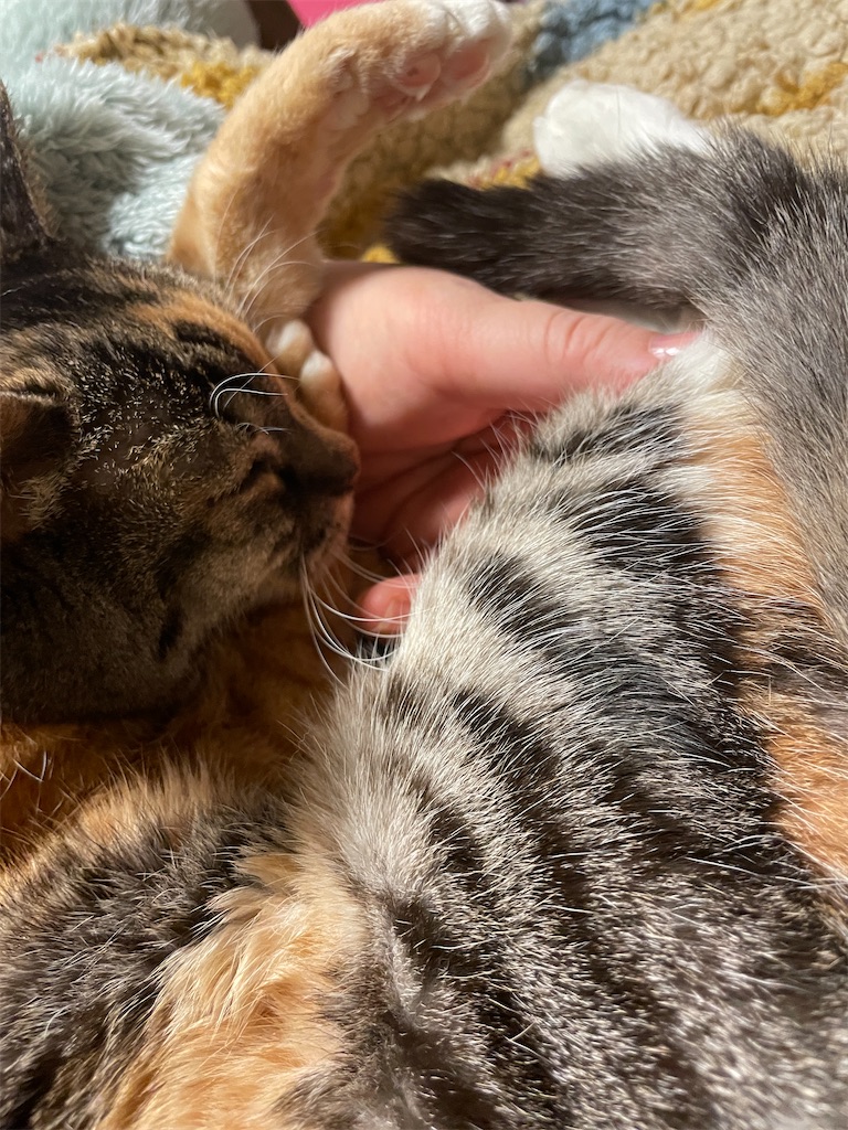 f:id:hiraryo0201:20240210082332j:image