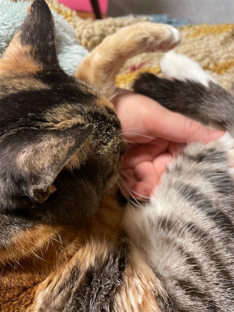 f:id:hiraryo0201:20240210082341j:image