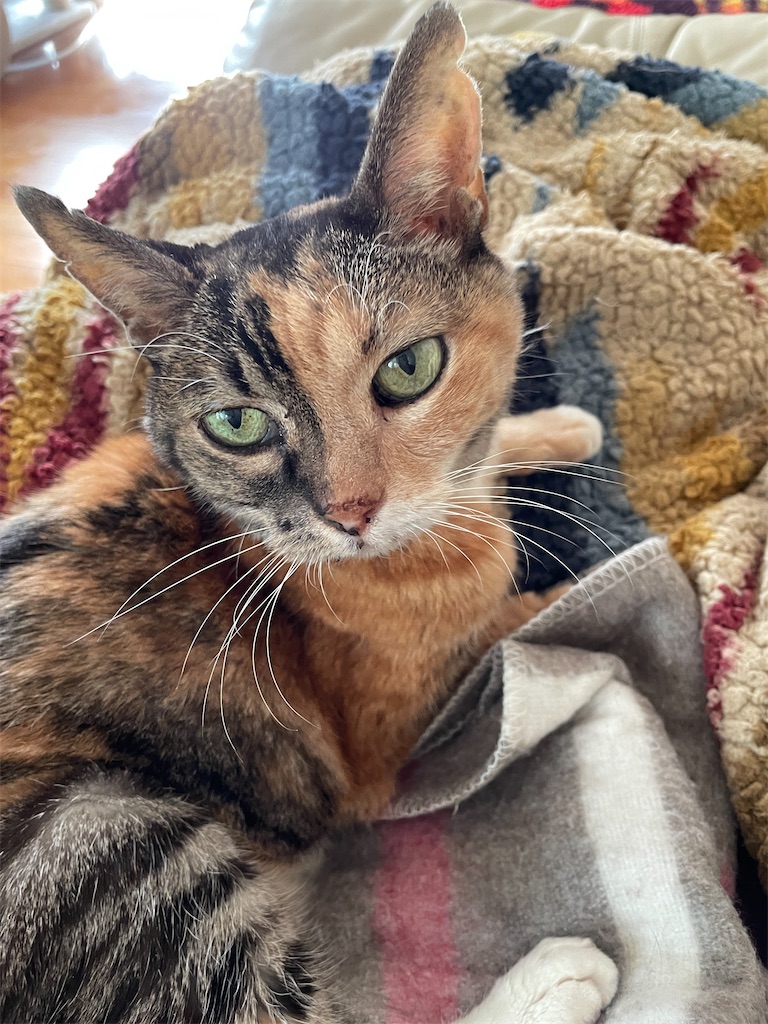 f:id:hiraryo0201:20240210102020j:image f:id:hiraryo0201:20240210102020j:image