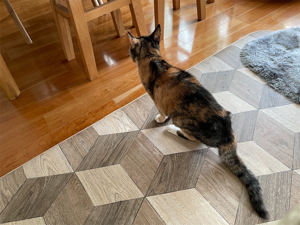 f:id:hiraryo0201:20240210102055j:image f:id:hiraryo0201:20240210102055j:image