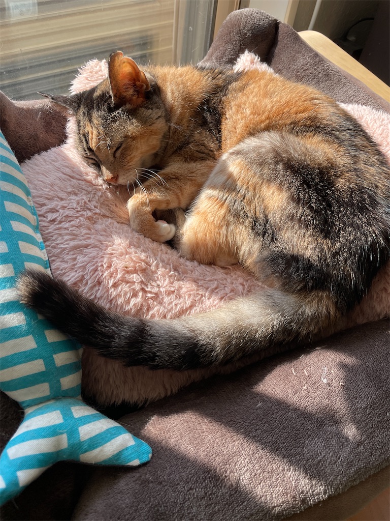 f:id:hiraryo0201:20240210104340j:image f:id:hiraryo0201:20240210104340j:image