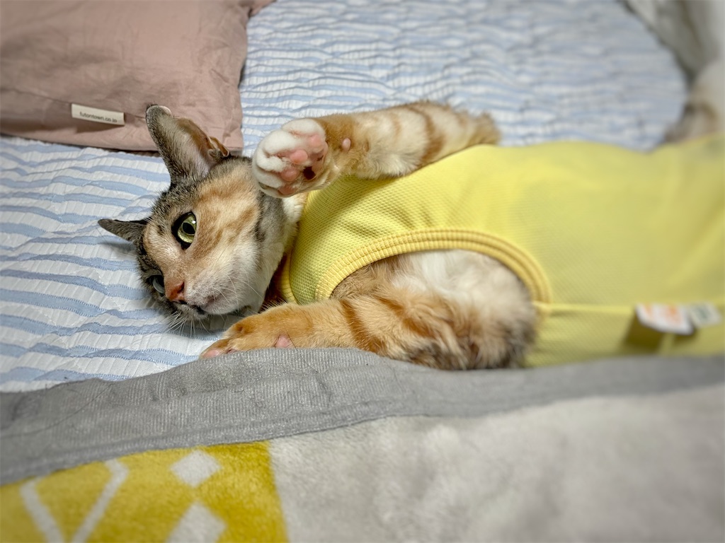 f:id:hiraryo0201:20240217072642j:image