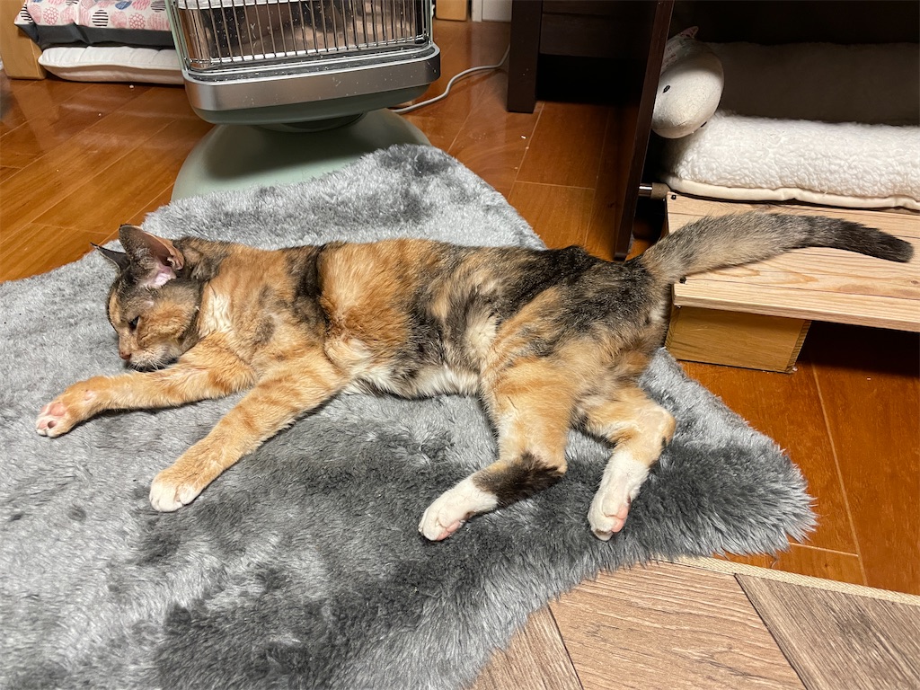 f:id:hiraryo0201:20240218073347j:image f:id:hiraryo0201:20240218073347j:image