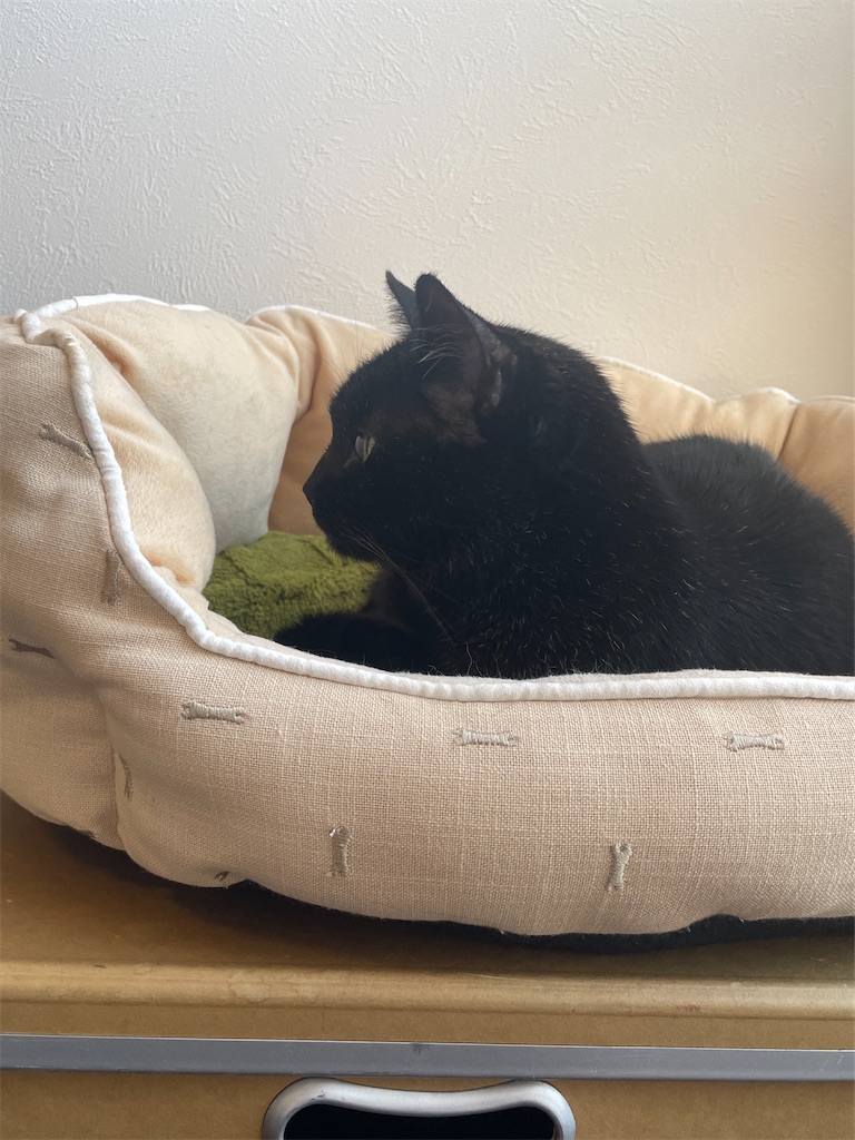 f:id:hiraryo0201:20240511201534j:image