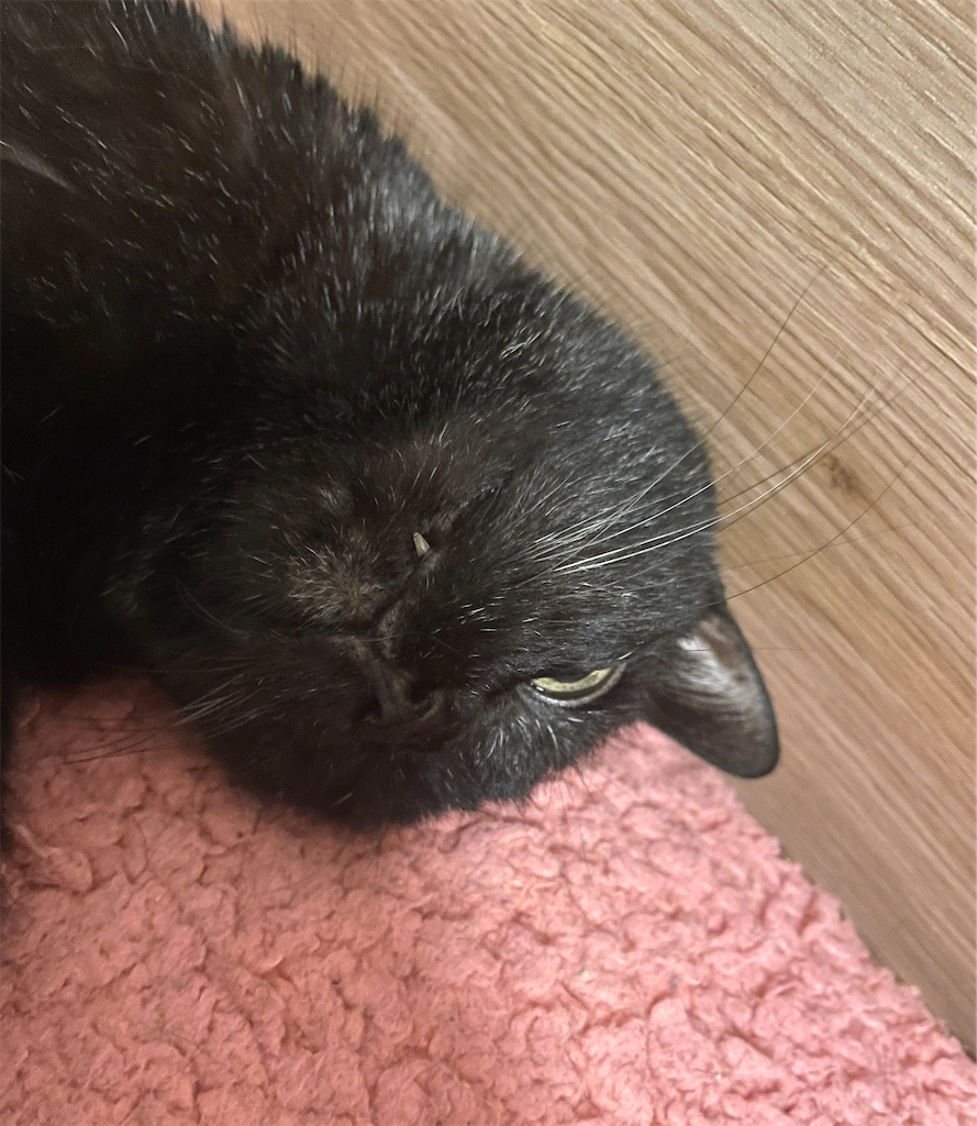 f:id:hiraryo0201:20240511201537j:image