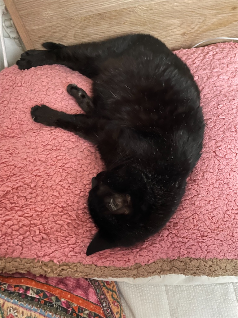 f:id:hiraryo0201:20240511201540j:image