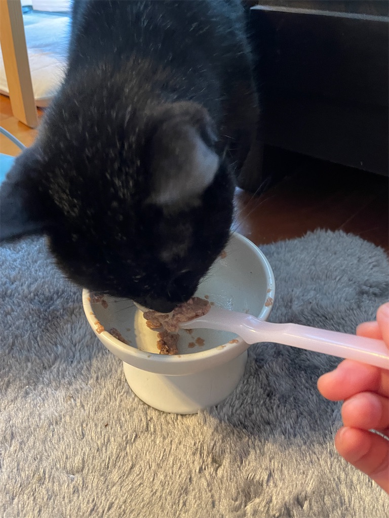 f:id:hiraryo0201:20240512150152j:image