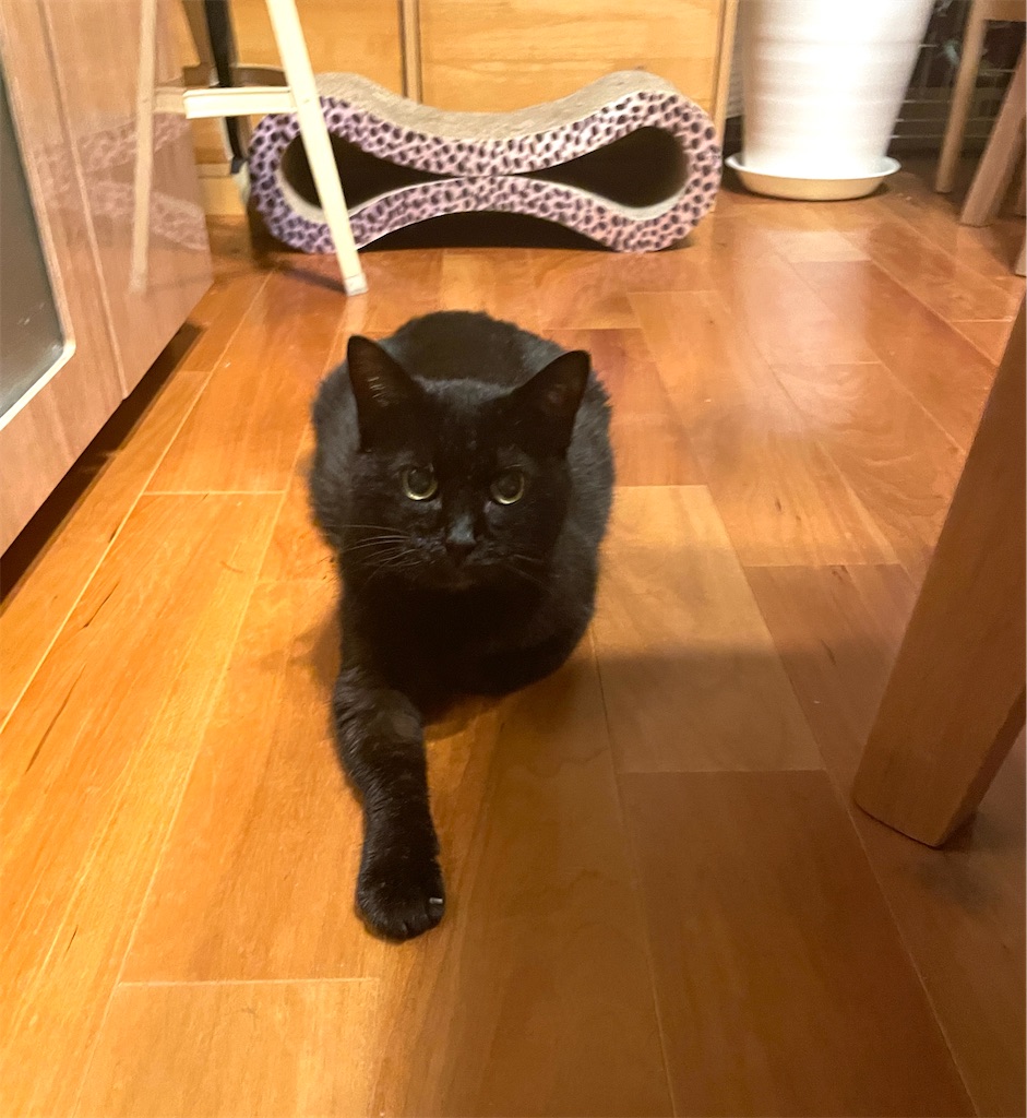 f:id:hiraryo0201:20240721171331j:image f:id:hiraryo0201:20240721171331j:image