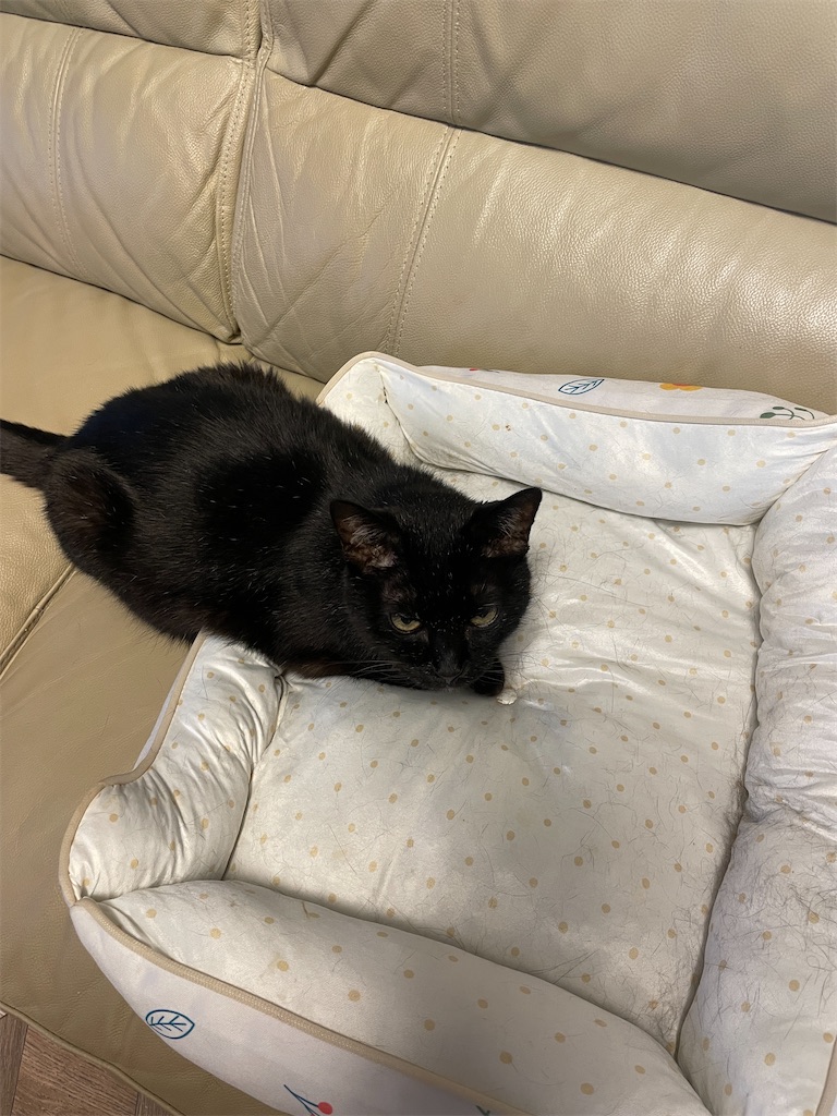 f:id:hiraryo0201:20240721171336j:image