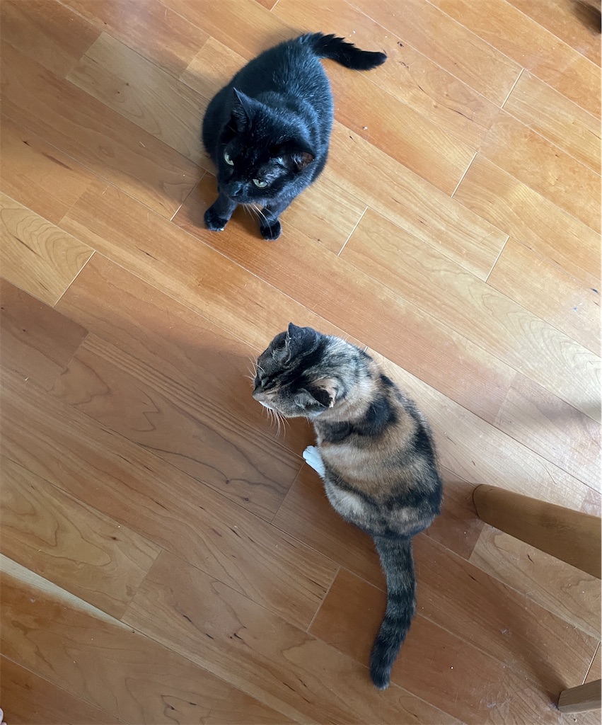 f:id:hiraryo0201:20240816170429j:image f:id:hiraryo0201:20240816170429j:image