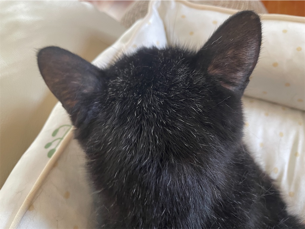 f:id:hiraryo0201:20240921101956j:image f:id:hiraryo0201:20240921101956j:image