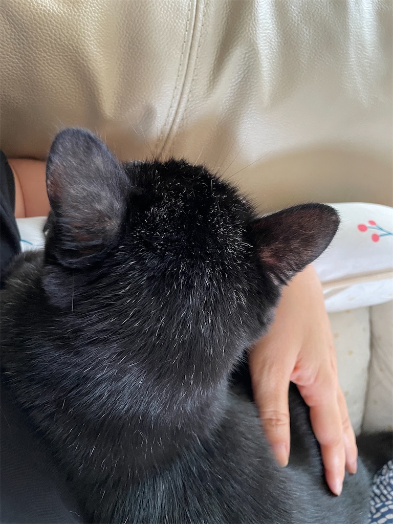 f:id:hiraryo0201:20240921103347j:image