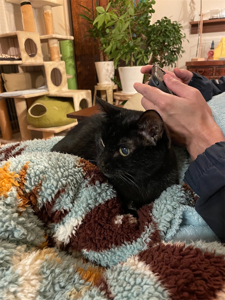 f:id:hiraryo0201:20241102092512j:image