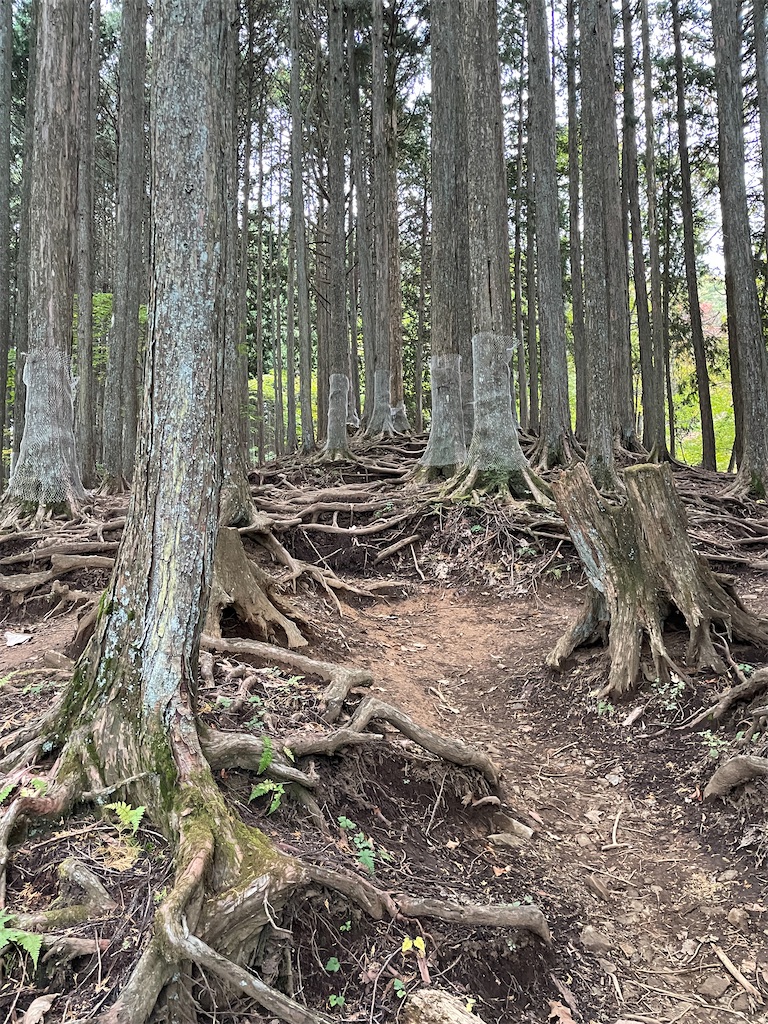 f:id:hiraryo0201:20241102123856j:image