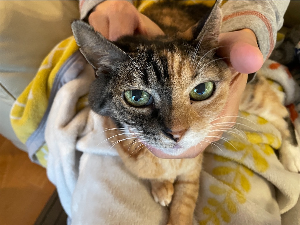 f:id:hiraryo0201:20241124181713j:image f:id:hiraryo0201:20241124181713j:image