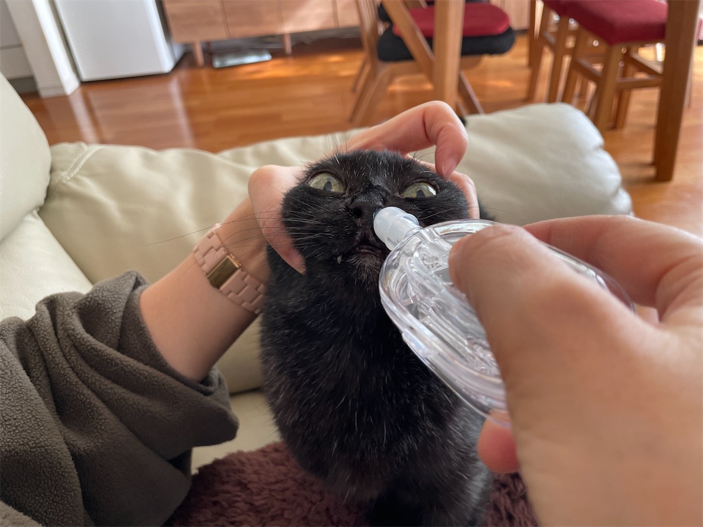 f:id:hiraryo0201:20241124192831j:image