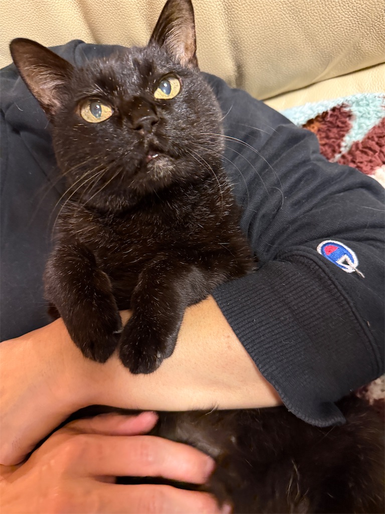 f:id:hiraryo0201:20250108124928j:image