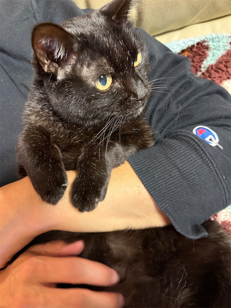 f:id:hiraryo0201:20250108124932j:image