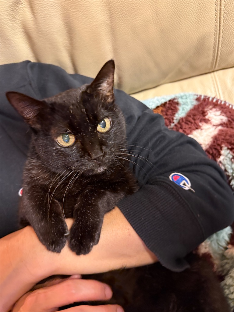 f:id:hiraryo0201:20250108124936j:image