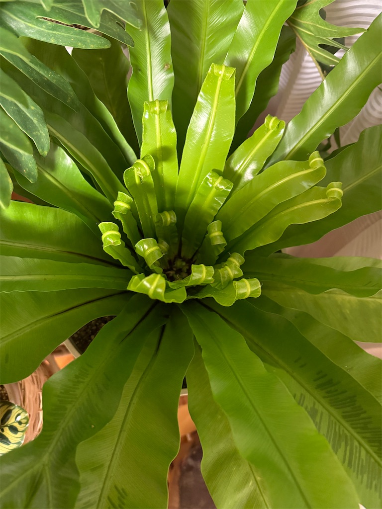 f:id:hiraryo0201:20250217215934j:image