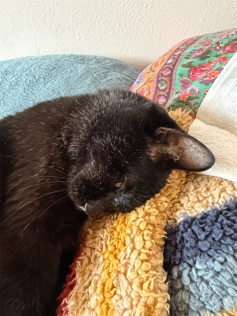 f:id:hiraryo0201:20250322084540j:image