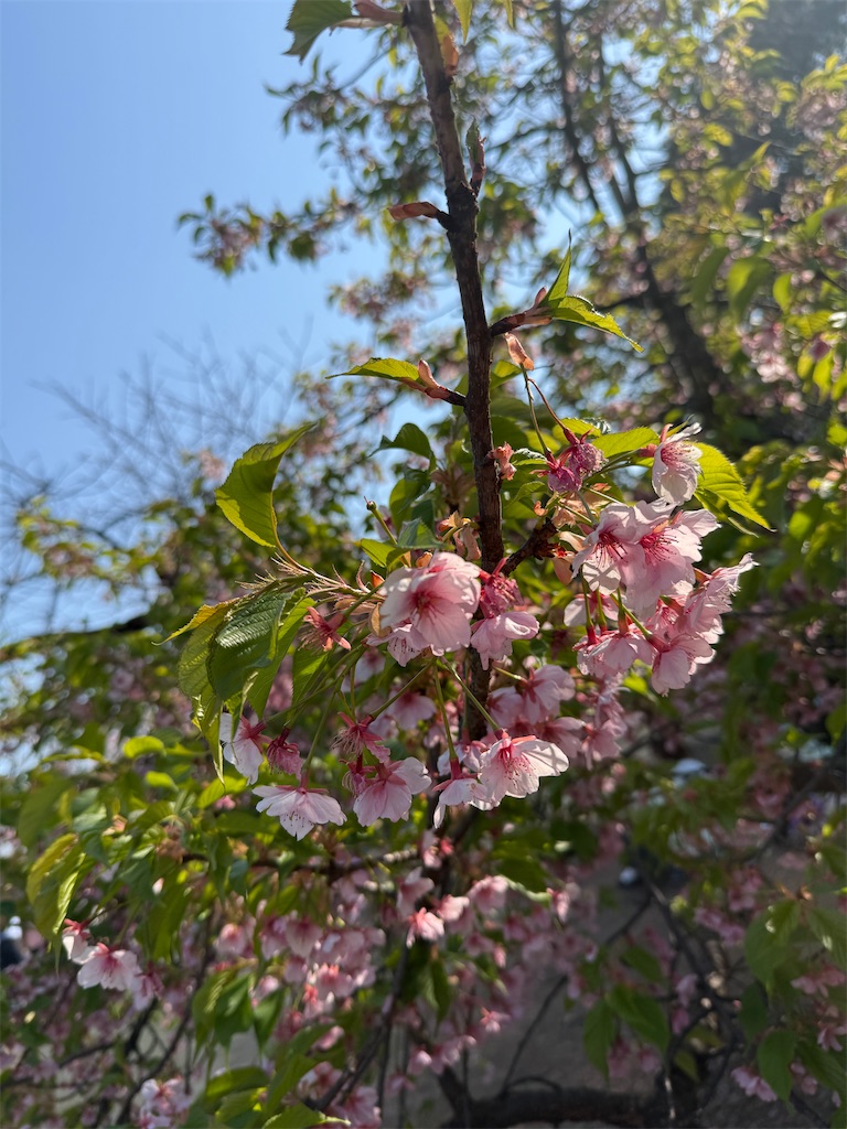 f:id:hiraryo0201:20250323073519j:image
