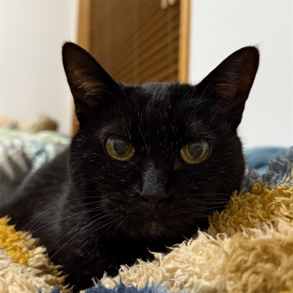 f:id:hiraryo0201:20250328211656j:image