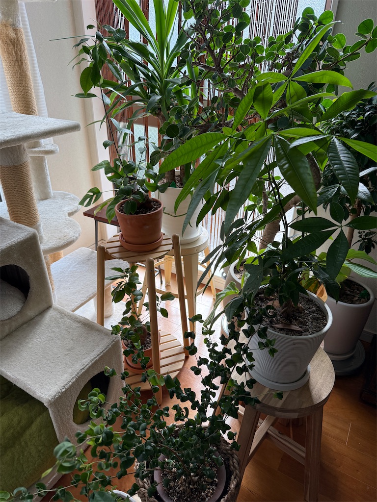 f:id:hiraryo0201:20250329100049j:image