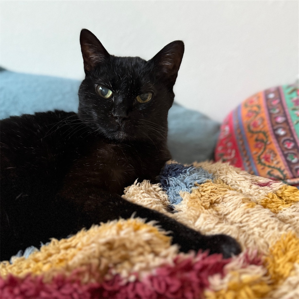 f:id:hiraryo0201:20250330111941j:image f:id:hiraryo0201:20250330111941j:image