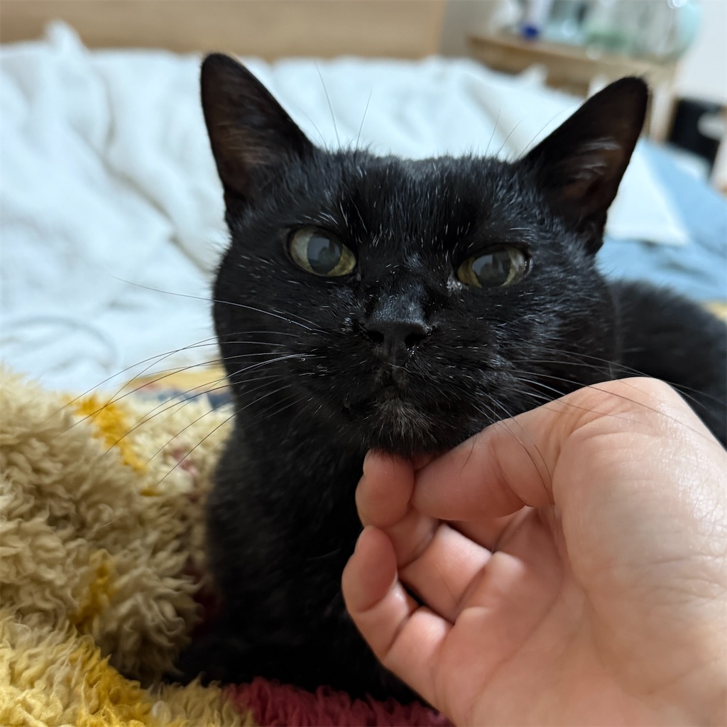 f:id:hiraryo0201:20250330115749j:image