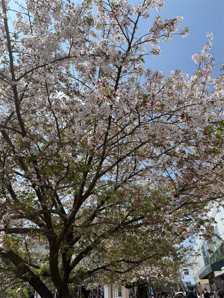 f:id:hiraryo0201:20250413205134j:image